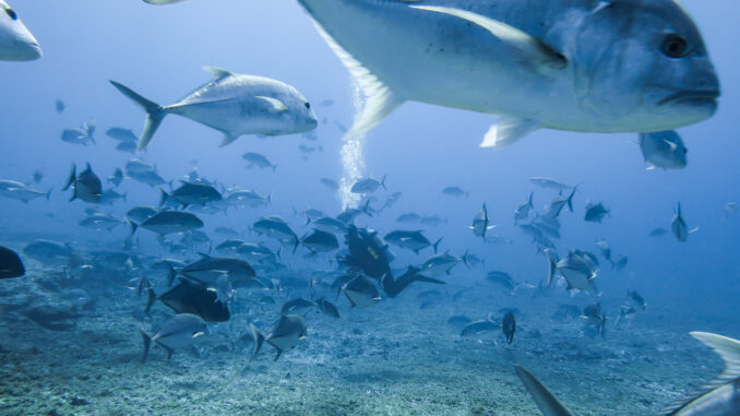 NOAA diver Keo Lopes conducts research on a reef amidst a school of giant trevally / ulua aukea (Caranx ignobilis) at Pearl and Hermes Atoll, Papahānaumokuākea Marine National Monument.