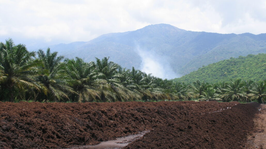 A palm plantation in the middle of Colombia's Catatumbo rainforest.