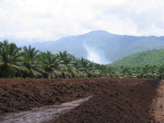 A palm plantation in the middle of Colombia's Catatumbo rainforest.