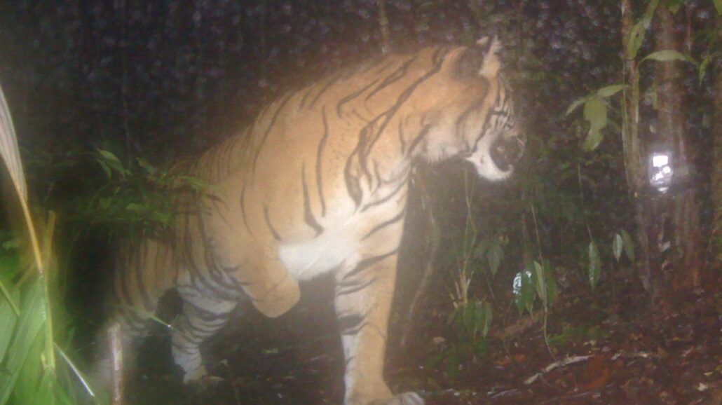 An injured Sumatran tiger photographed by a camera trap.