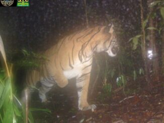 An injured Sumatran tiger photographed by a camera trap.