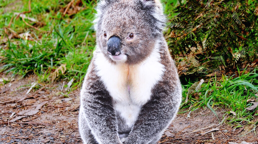 Conservationists say governments in Australia aren't doing nearly enough to protect endangered koalas.