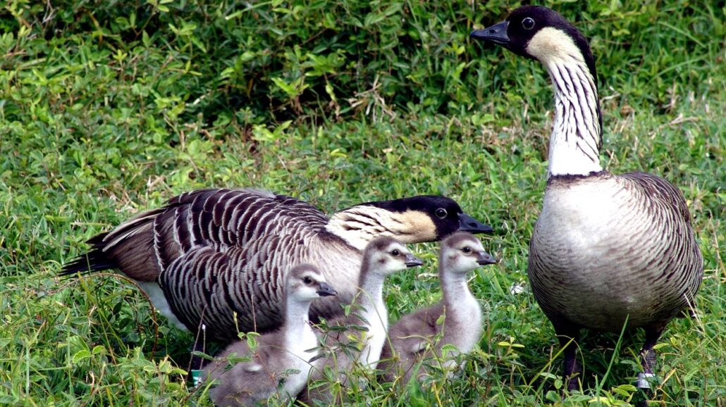 A family of nēnē.