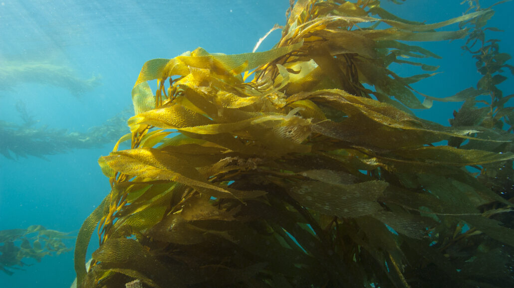 Chumash Heritage National Marine Sanctuary includes sensitive habitats such as kelp forests, which store blue carbon and provide habitat for many endangered and threatened species.