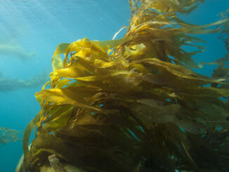 Chumash Heritage National Marine Sanctuary includes sensitive habitats such as kelp forests, which store blue carbon and provide habitat for many endangered and threatened species.