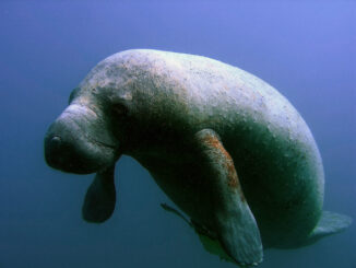 A manatee, also known as a 'seacow.' These herbivores are listed in the US as a federally endangered species.