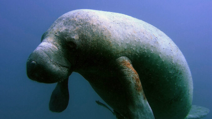 A manatee, also known as a 'seacow.' These herbivores are listed in the US as a federally endangered species.