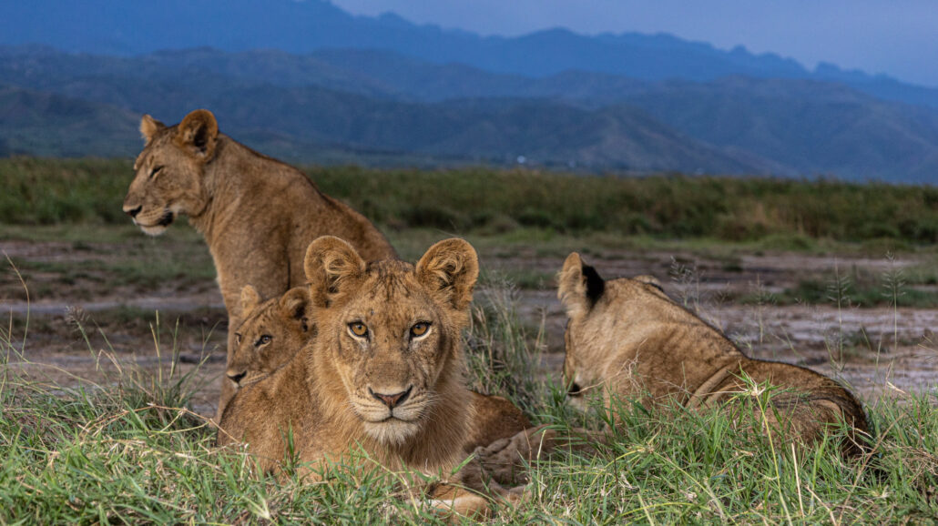 African lions in Queen Elizabeth National Park, Uganda.