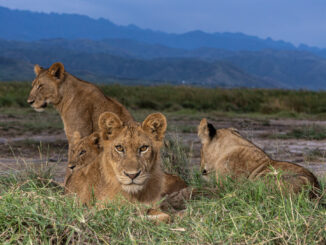 African lions in Queen Elizabeth National Park, Uganda.