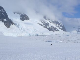 A lone Gentoo Penguin on Booth Island, to the west of the Antarctic Peninsula.