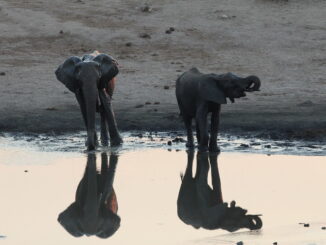 Elephants at a watering hole in Hwange National Park, Zimbabwe.