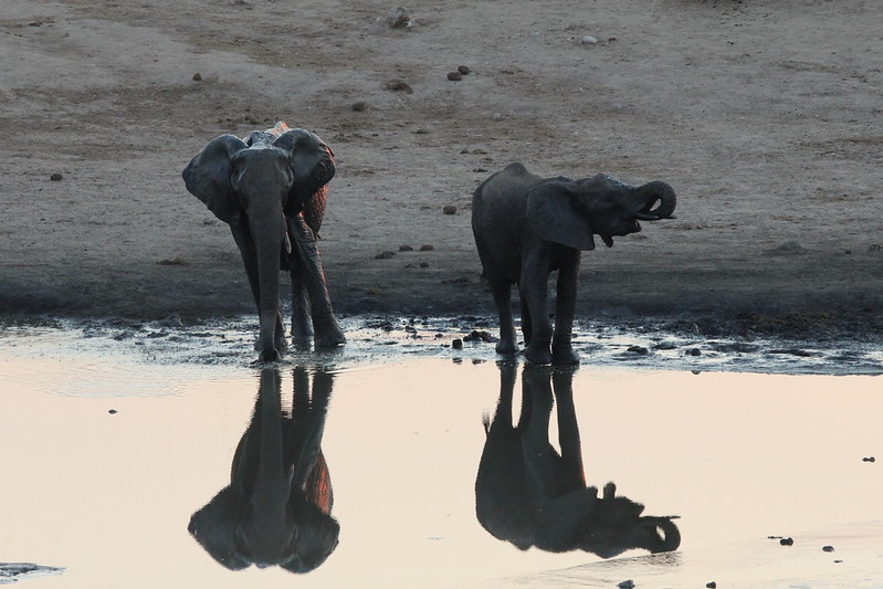 Elephants at a watering hole in Hwange National Park, Zimbabwe.