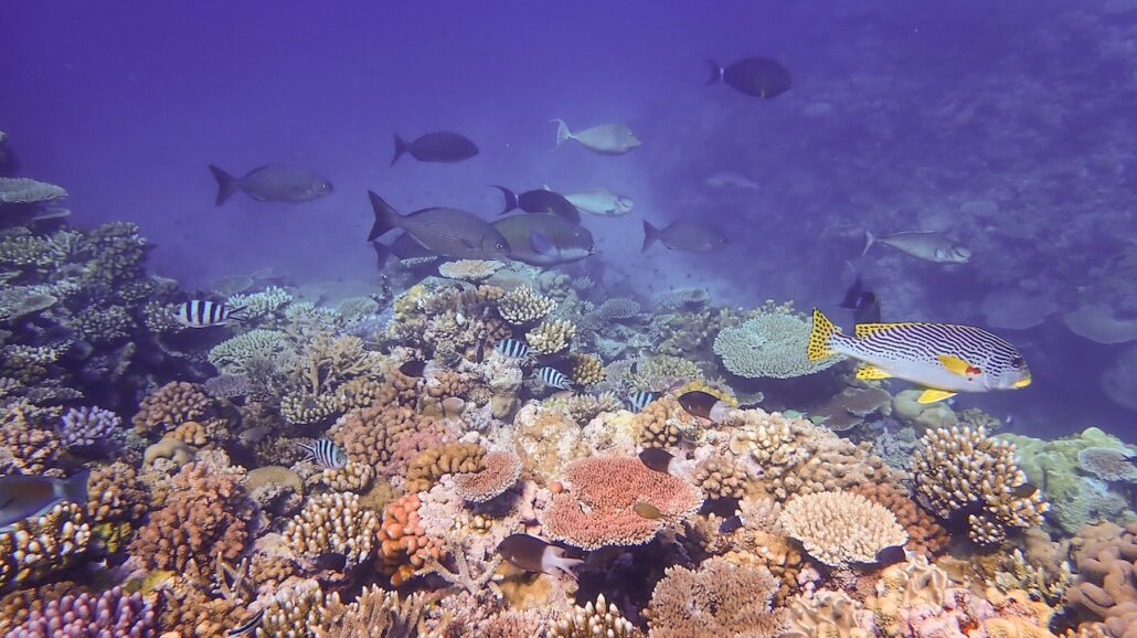 Davies Reef at the Great Barrier Reef Marine Park, Australia..