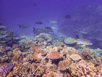 Davies Reef at the Great Barrier Reef Marine Park, Australia..