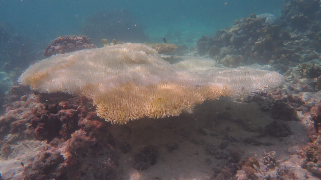 Bleached table coral photographed at the Great Barrier Reef in April 2024.