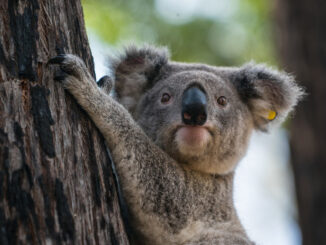 A koala released into the wild by Vickii Lett, a NSW WIRES koala coordinator and WIRES board member.