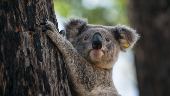 A koala released into the wild by Vickii Lett, a NSW WIRES koala coordinator and WIRES board member.