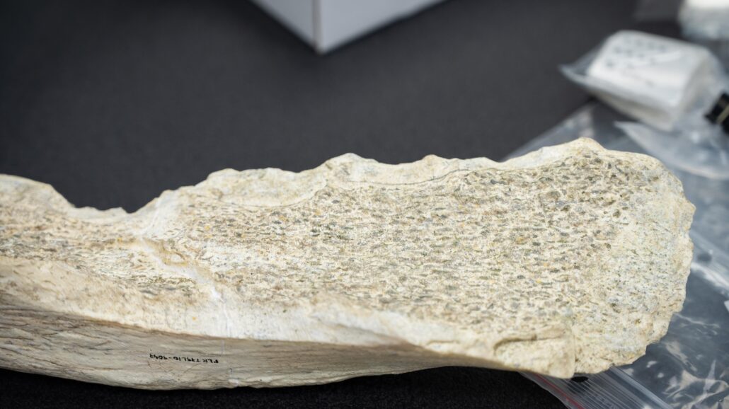 Bone tools found in Olduvai, photographed in the Pleistocene Archaeology Lab of CSIC.