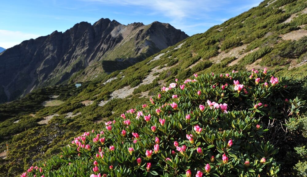 20200921161323015583336 The high alpine zone at Yushan National Park in Taiwan.