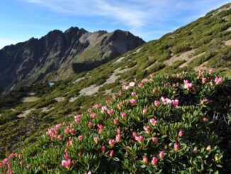 The high alpine zone at Yushan National Park in Taiwan.