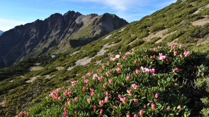 The high alpine zone at Yushan National Park in Taiwan.