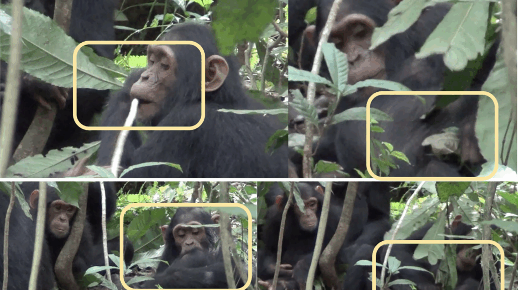 chimp-doc A montage of chimpanzees observed practicing medicine during the study.