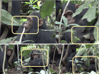 A montage of chimpanzees observed practicing medicine during the study.