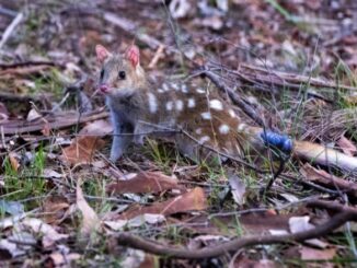A quoll tagged and released into the wild.