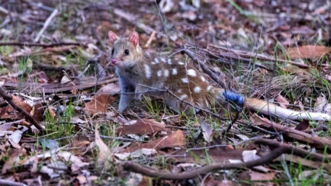 A quoll tagged and released into the wild.