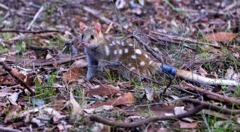 quolls resized A quoll tagged and released into the wild.