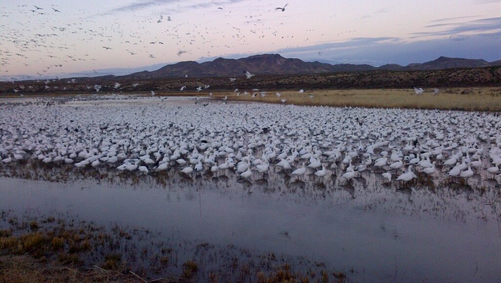 Rio Grande-20131220-00195 Thousands of snow geese start the day at Bosque del Apache National Wildlife Refuge near Albuquerque, New Mexico, USA.
