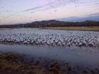 Thousands of snow geese start the day at Bosque del Apache National Wildlife Refuge near Albuquerque, New Mexico, USA.