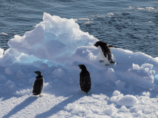 Penguin habitat is shrinking as Antarctica's ice cap melt accelerates.