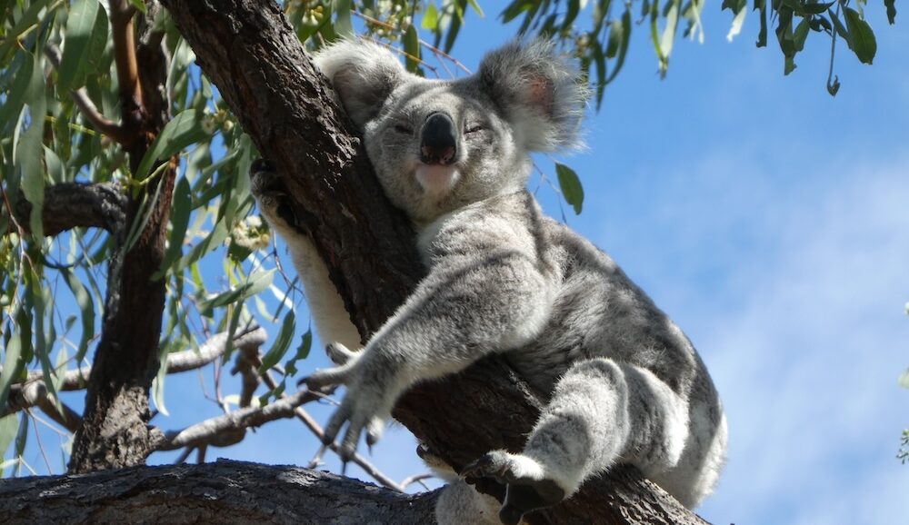 A koala eyes researchers suspiciously from a tree in southeast Queensland, Australia.