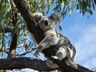 A koala eyes researchers suspiciously from a tree in southeast Queensland, Australia.