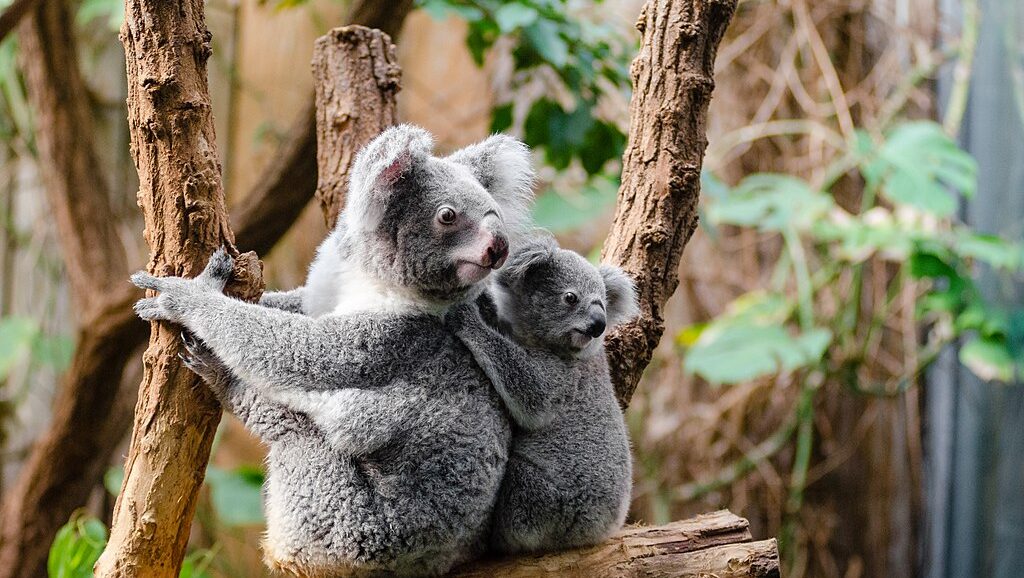 Scientists are scrambling to save koalas, and now Australia is moving to give its most famous species a national park to call home.
