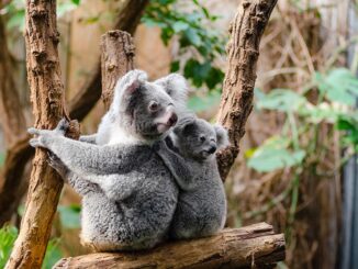 Scientists are scrambling to save koalas, and now Australia is moving to give its most famous species a national park to call home.