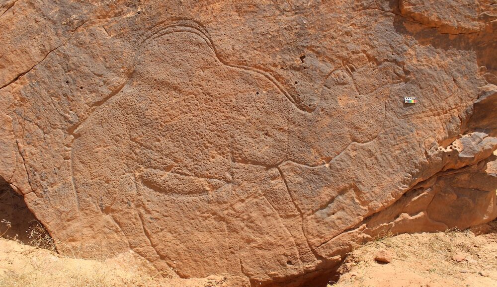 Life-sized, naturalistic camel engraving documented at Jebel Misma, Saudi Arabia.