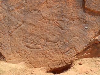Life-sized, naturalistic camel engraving documented at Jebel Misma, Saudi Arabia.