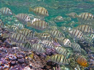 Colorful fish and coral thrive under protections in the Papahānaumokuākea Marine National Monument, Hawaii, USA. Climate change threatens them still.