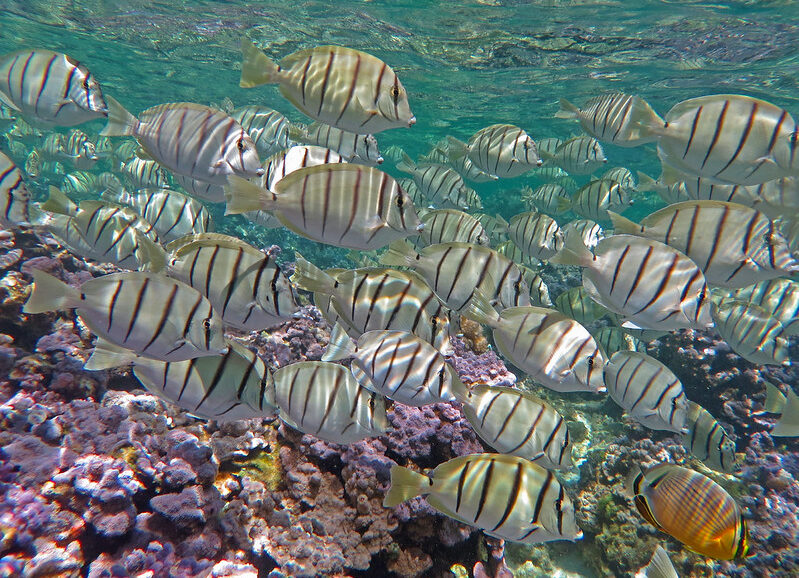 Colorful fish and coral thrive under protections in the Papahānaumokuākea Marine National Monument, Hawaii, USA. Climate change threatens them still.