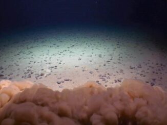 A deep-sea remote operated vehicle kicks up dust as it lands on the bottom of the Clarion Clipperton Zone in the Pacific.