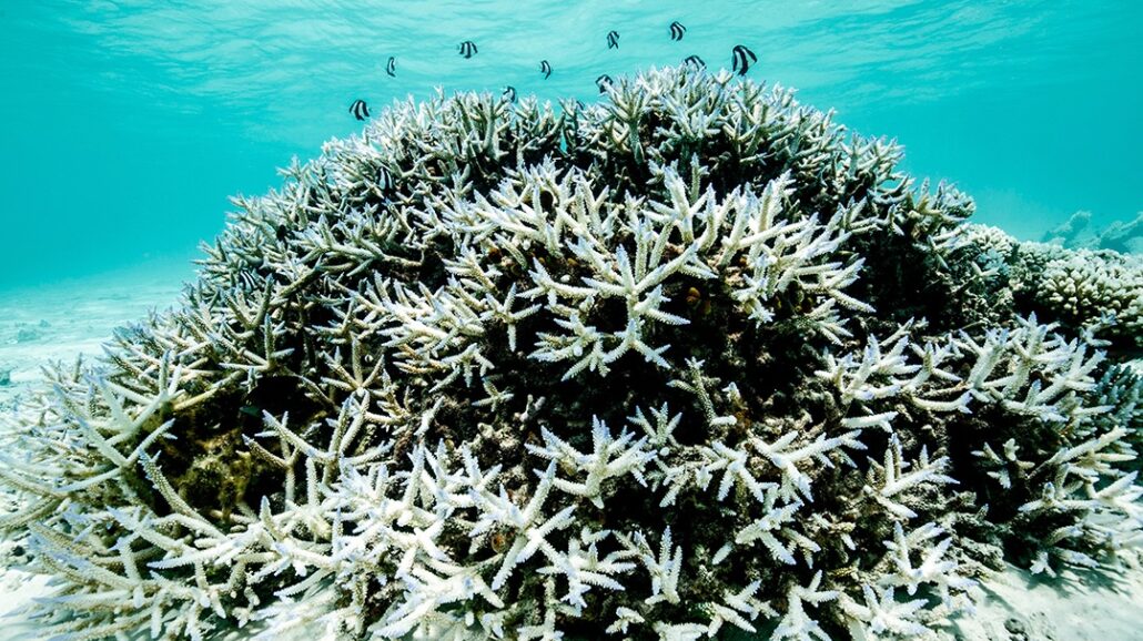 More frequent and intense marine heat waves will lead to coral bleaching as shown in this image.