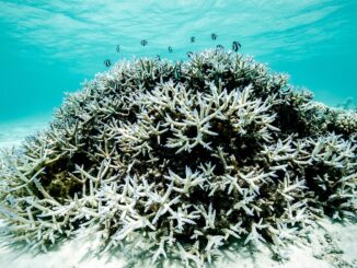 More frequent and intense marine heat waves will lead to coral bleaching as shown in this image.