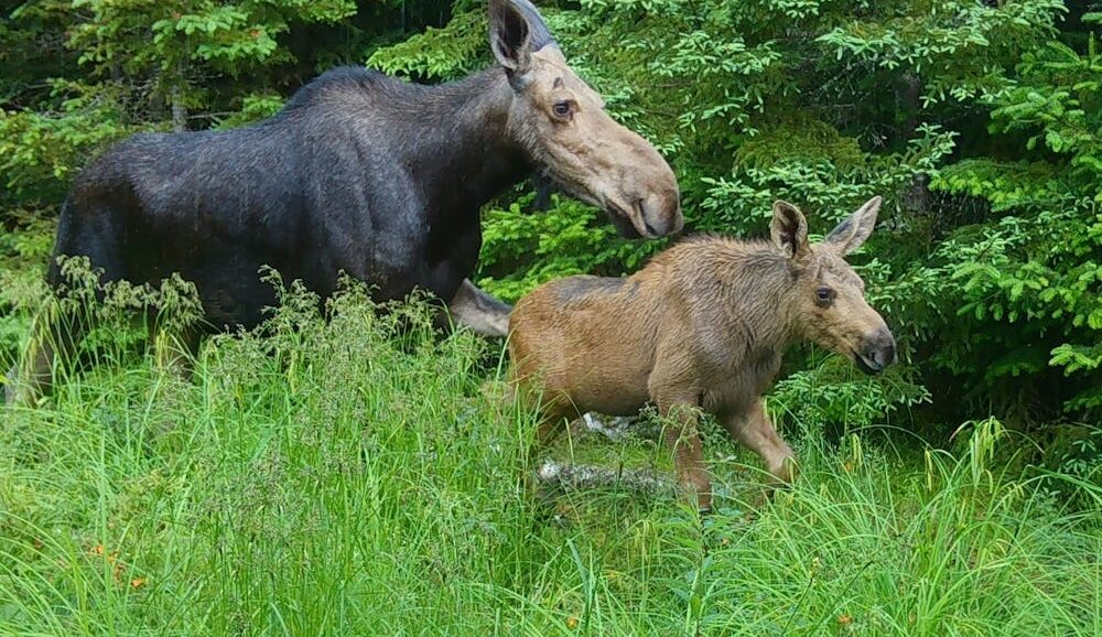 Forests and wetlands used by moose and other wildlife are becoming more vulnerable to climate change as temperatures rise.