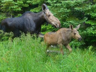 Forests and wetlands used by moose and other wildlife are becoming more vulnerable to climate change as temperatures rise.