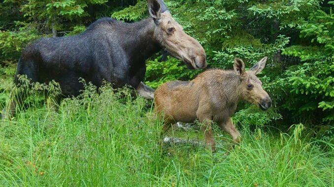 Forests and wetlands used by moose and other wildlife are becoming more vulnerable to climate change as temperatures rise.