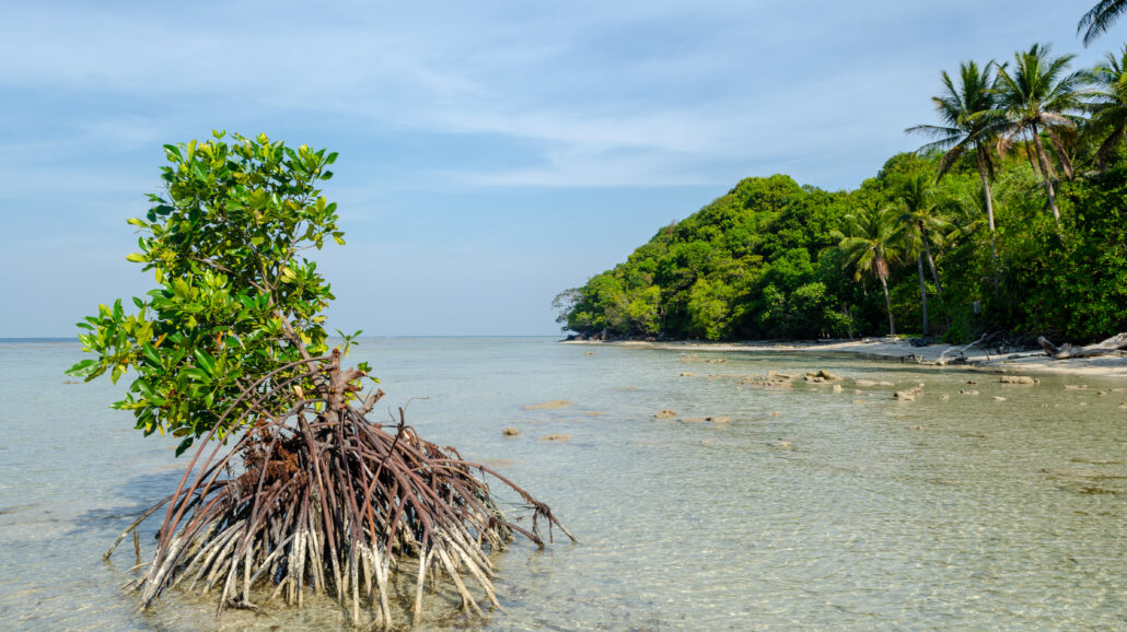 A mangrove tree sprouting in Karimunjawa, Indonesia.