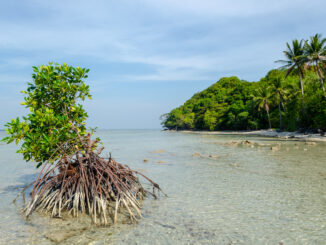 A mangrove tree sprouting in Karimunjawa, Indonesia.