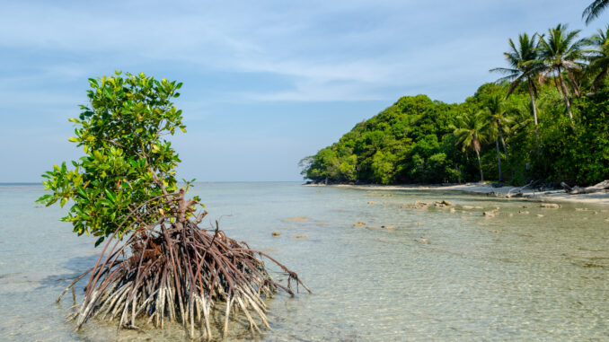 A mangrove tree sprouting in Karimunjawa, Indonesia.